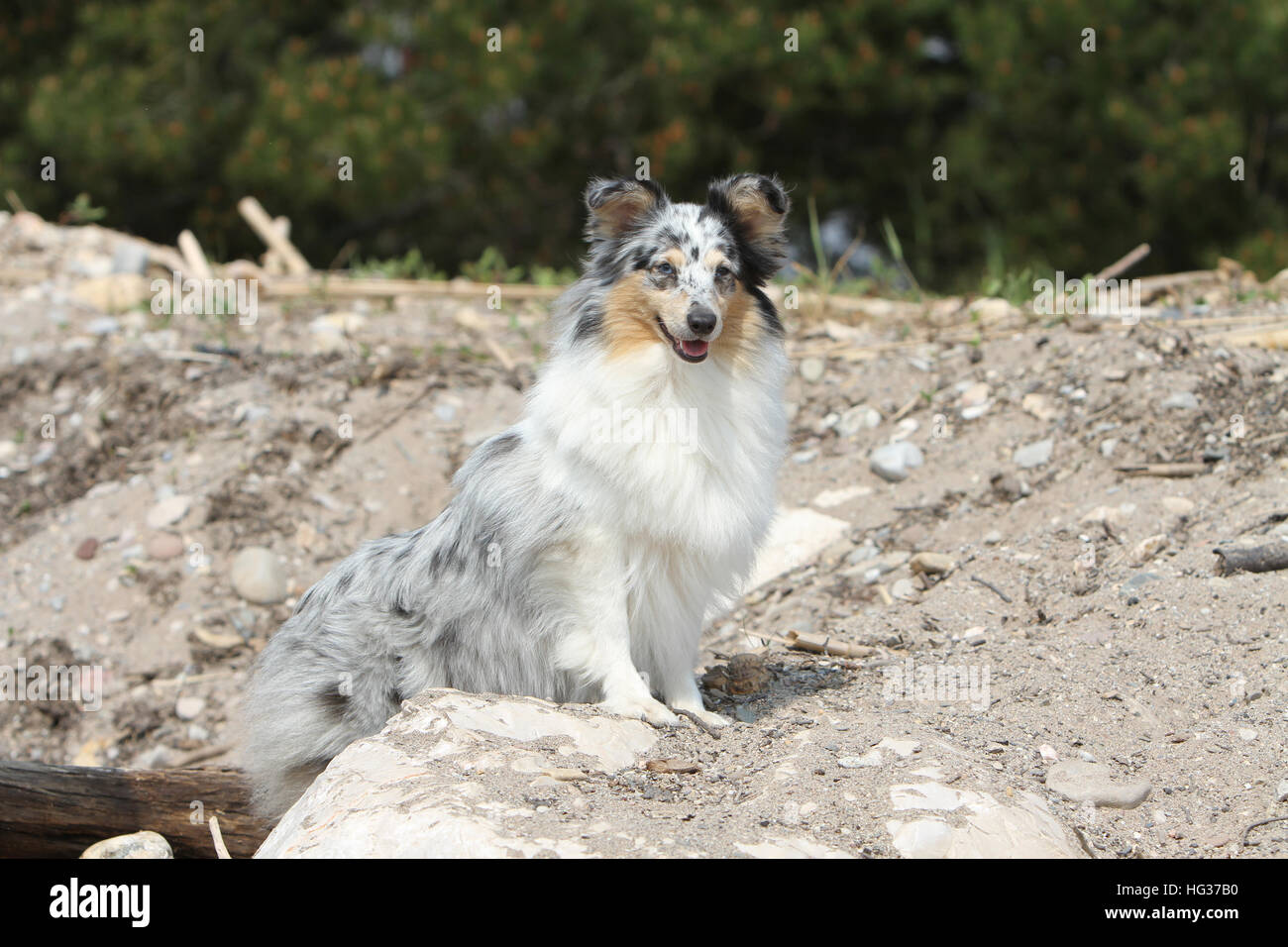 Shetland Sheepdog Hund / Sheltie Erwachsene (blue Merle) sitzen in den Felsen Stockfoto