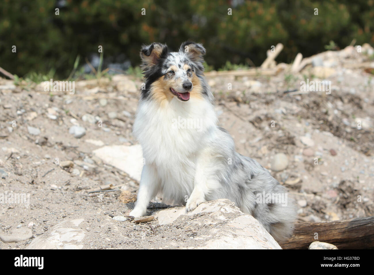 Shetland Sheepdog Hund / Sheltie Erwachsene (blue Merle) sitzen in den Felsen Stockfoto