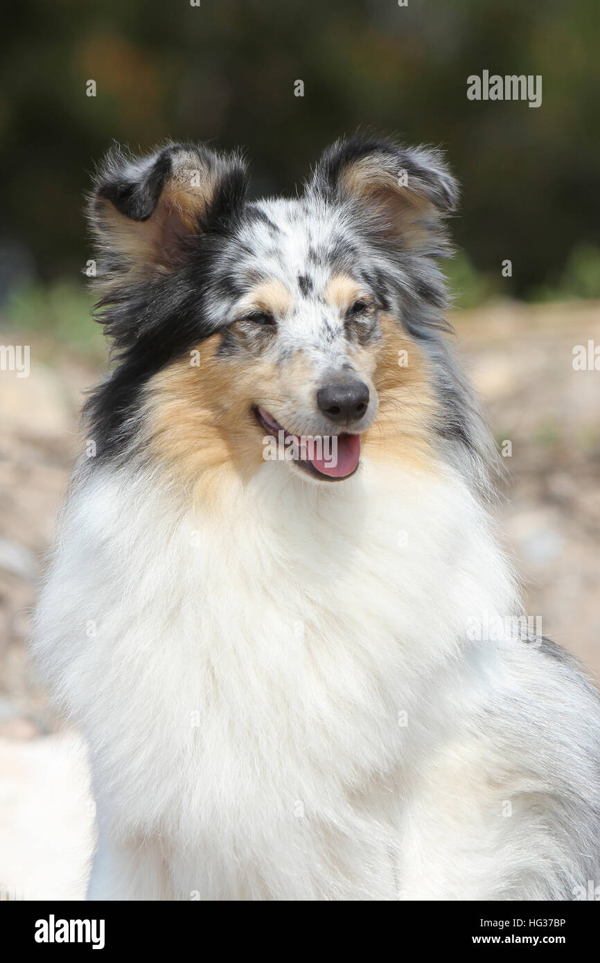 Shetland Sheepdog Hund / Sheltie Erwachsene (blue Merle) sitzen in den Felsen Stockfoto