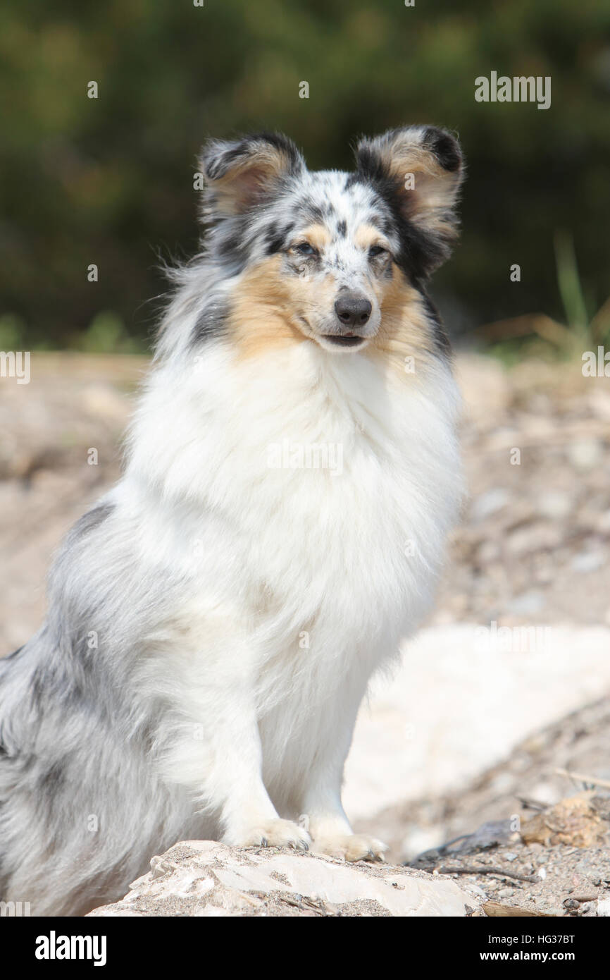 Shetland Sheepdog Hund / Sheltie Erwachsene (blue Merle) sitzen in den Felsen Stockfoto