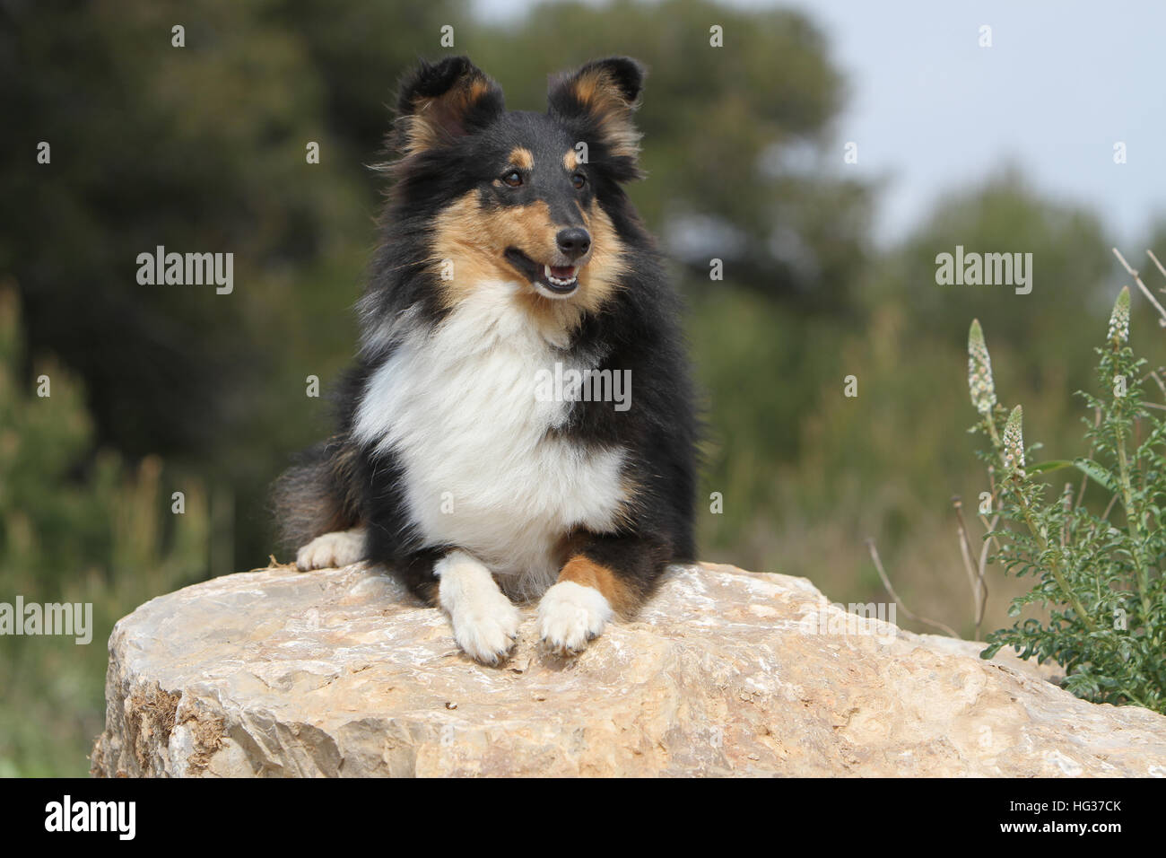 Shetland Sheepdog Hund / Sheltie / Erwachsene in einem Felsen liegen Stockfoto