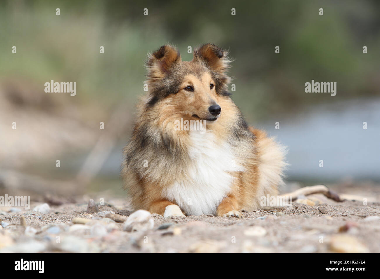 Shetland Sheepdog Hund / Sheltie / Erwachsene liegen Kieselsteine Stockfoto