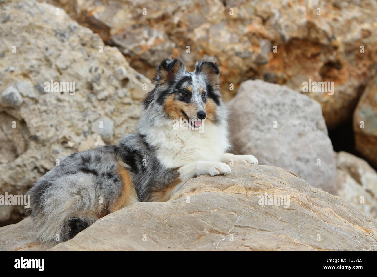 Shetland Sheepdog Hund / Sheltie Erwachsener (blue Merle) liegen in den Felsen liegen Stockfoto