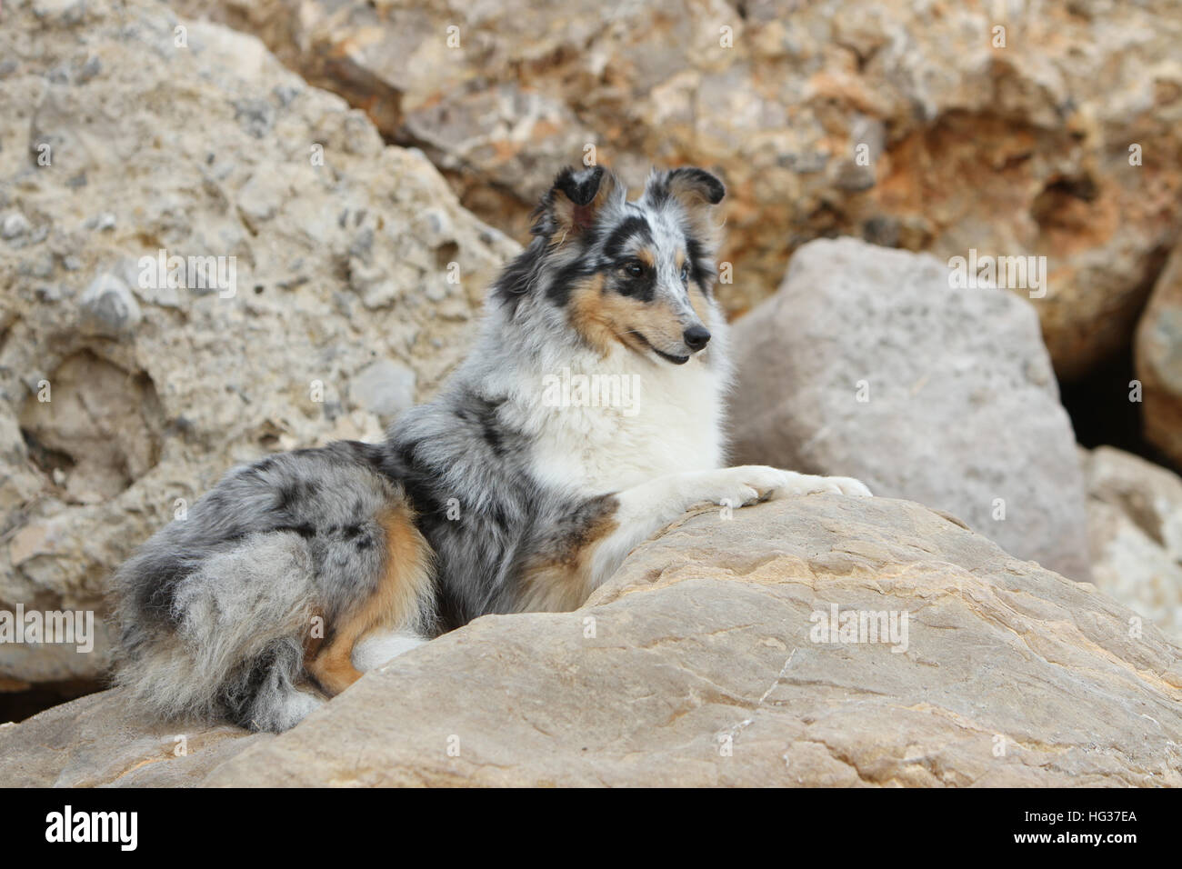 Shetland Sheepdog Hund / Sheltie Erwachsener (blue Merle) liegen in den Felsen liegen Stockfoto