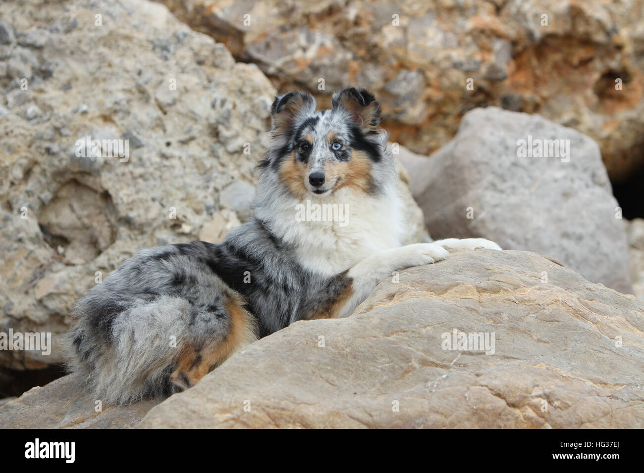 Shetland Sheepdog Hund / Sheltie Erwachsener (blue Merle) liegen in den Felsen liegen Stockfoto