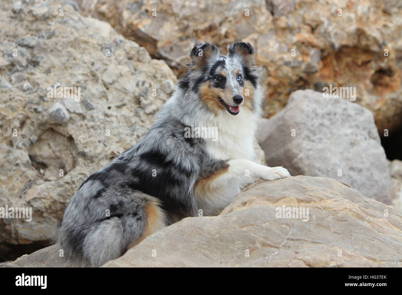 Shetland Sheepdog Hund / Sheltie Erwachsener (blue Merle) liegen in den Felsen liegen Stockfoto