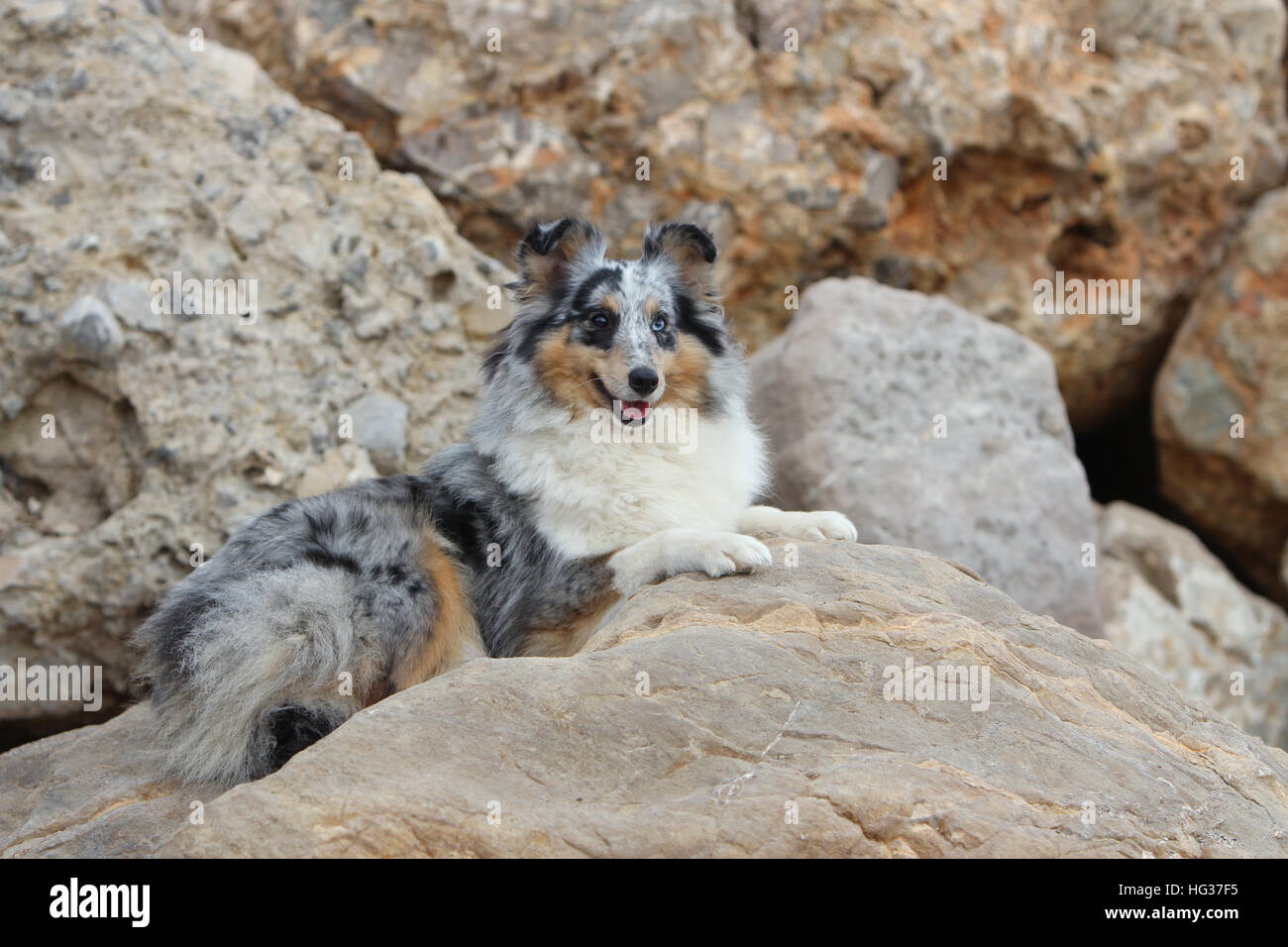 Shetland Sheepdog Hund / Sheltie Erwachsener (blue Merle) liegen in den Felsen liegen Stockfoto