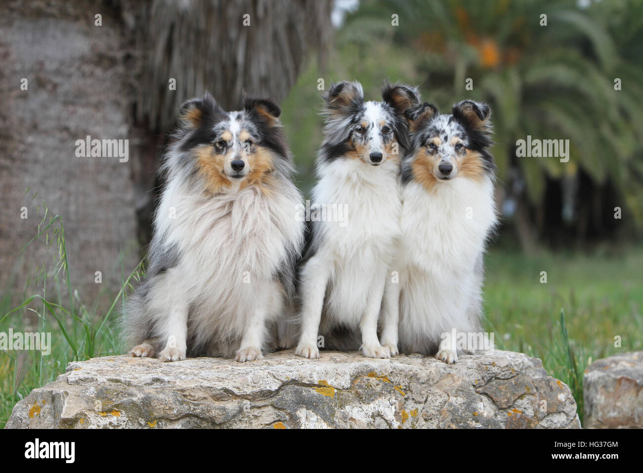 Shetland Sheepdog Hund / Sheltie drei Erwachsene (blue Merle) sitzen Tricolor dreifarbige Stockfoto