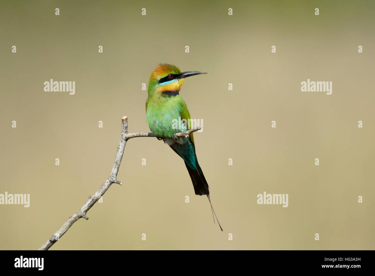 Regenbogen Bienenfresser Merops Ornatus Gold Coast Queensland, Australien BI029227 Stockfoto