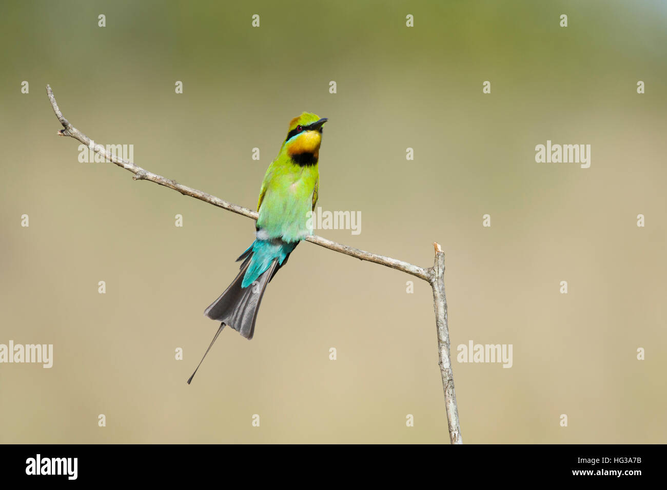 Regenbogen-Bienenfresser-Aufruf Merops Ornatus Gold Coast Queensland, Australien BI029238 Stockfoto