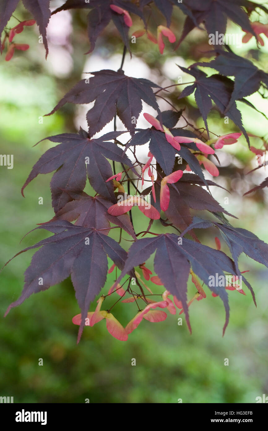Acer Palmatum 'Oshio-Beni'. Blätter und Samenkapseln im späten Frühjahr. Stockfoto
