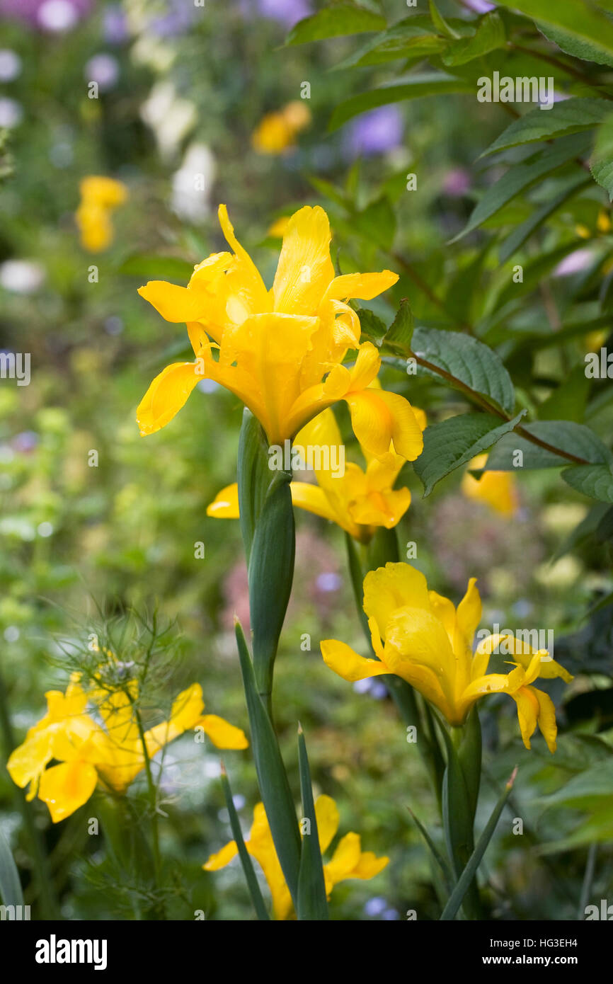 Iris Pseudacorus. Gelbe Flagge Iris in eine krautige Grenze wachsen. Stockfoto