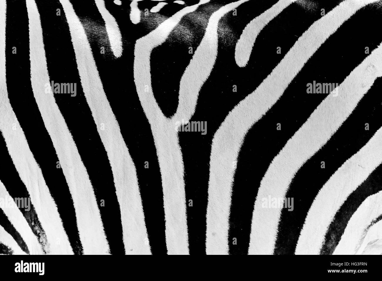 Schwarz / weiß Zebra Haut Textur Stockfoto