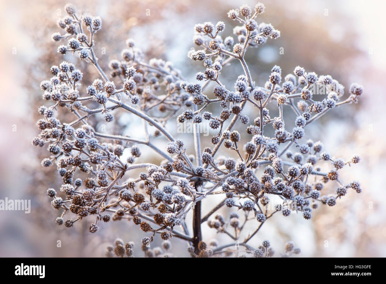 Giant Sea Holly Samen/Blütenköpfchen in Frost bedeckt Stockfoto