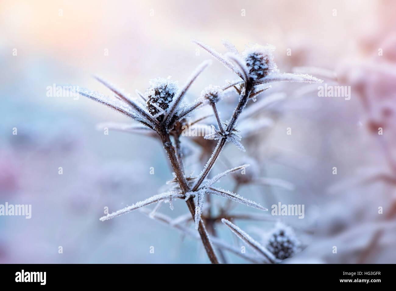 Eryngium - Meer Holly Blütenköpfchen in Frost bedeckt Stockfoto