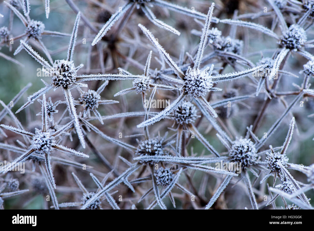 Eryngium - Meer Holly Blütenköpfchen in Frost bedeckt Stockfoto