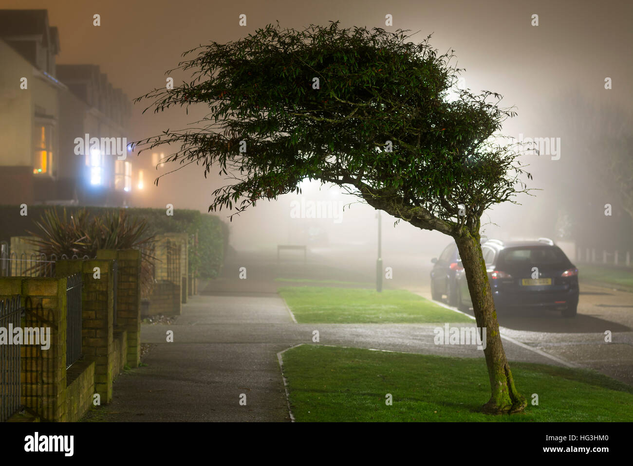 Baum im Nebel in der Nacht in einer Wohnstraße. Nebliges Wetter. Nebel in der Nacht. Nebel in der Nacht. Stockfoto