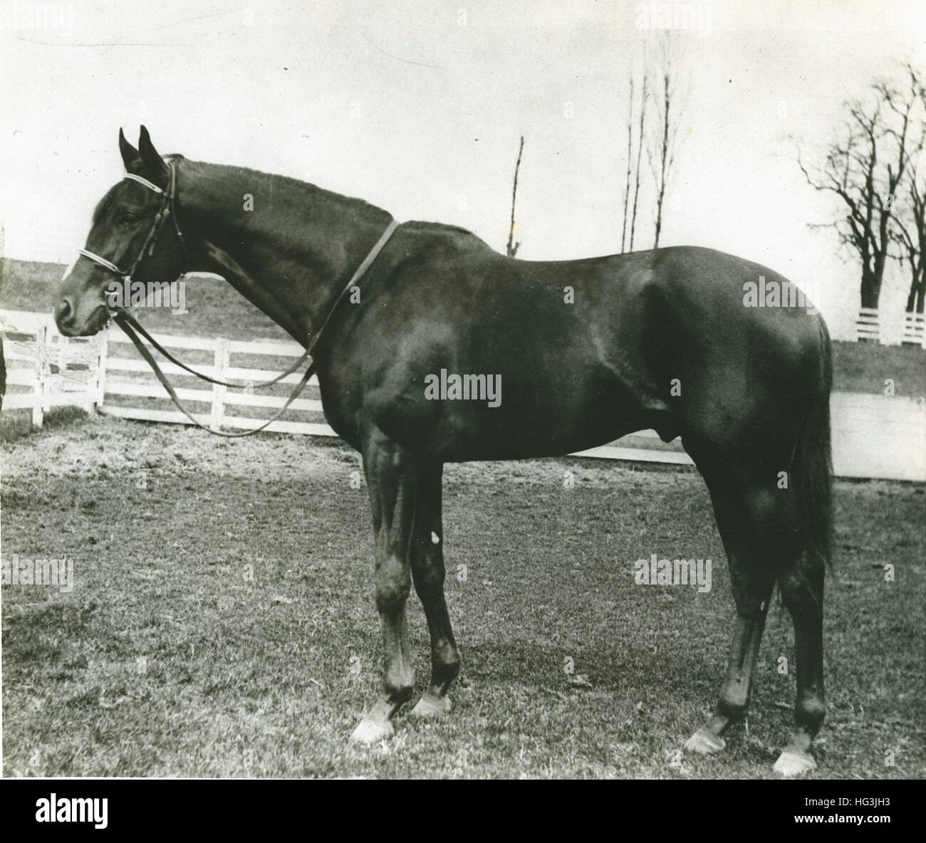 Burgoo König, Sieger 1932 Kentucky Derby, im Besitz von Edward riley Bradley. Foto von Bert Morgan Stockfoto