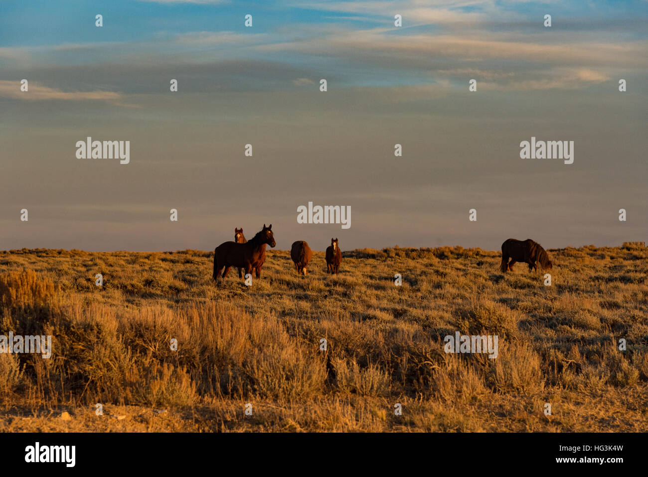 Wilde Pferde in der Nähe von Pilot Butte, Wyoming Stockfoto