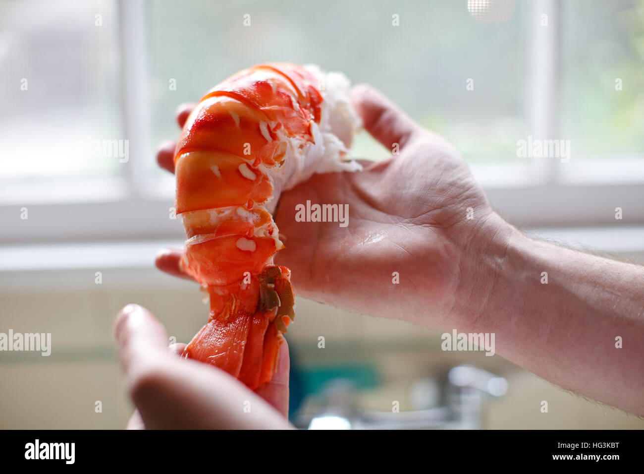 Zwei Hände halten ganze Hummerfleisch Stockfoto