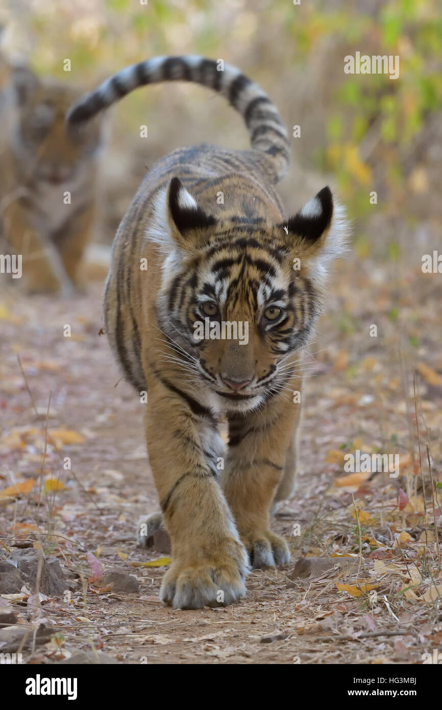 Junge Tiger Cub zu Fuß in den trockenen Wäldern von Ranthambore Nationalpark schwingt seinen niedlichen Schweif, mit seinem Bruder im Hintergrund Stockfoto