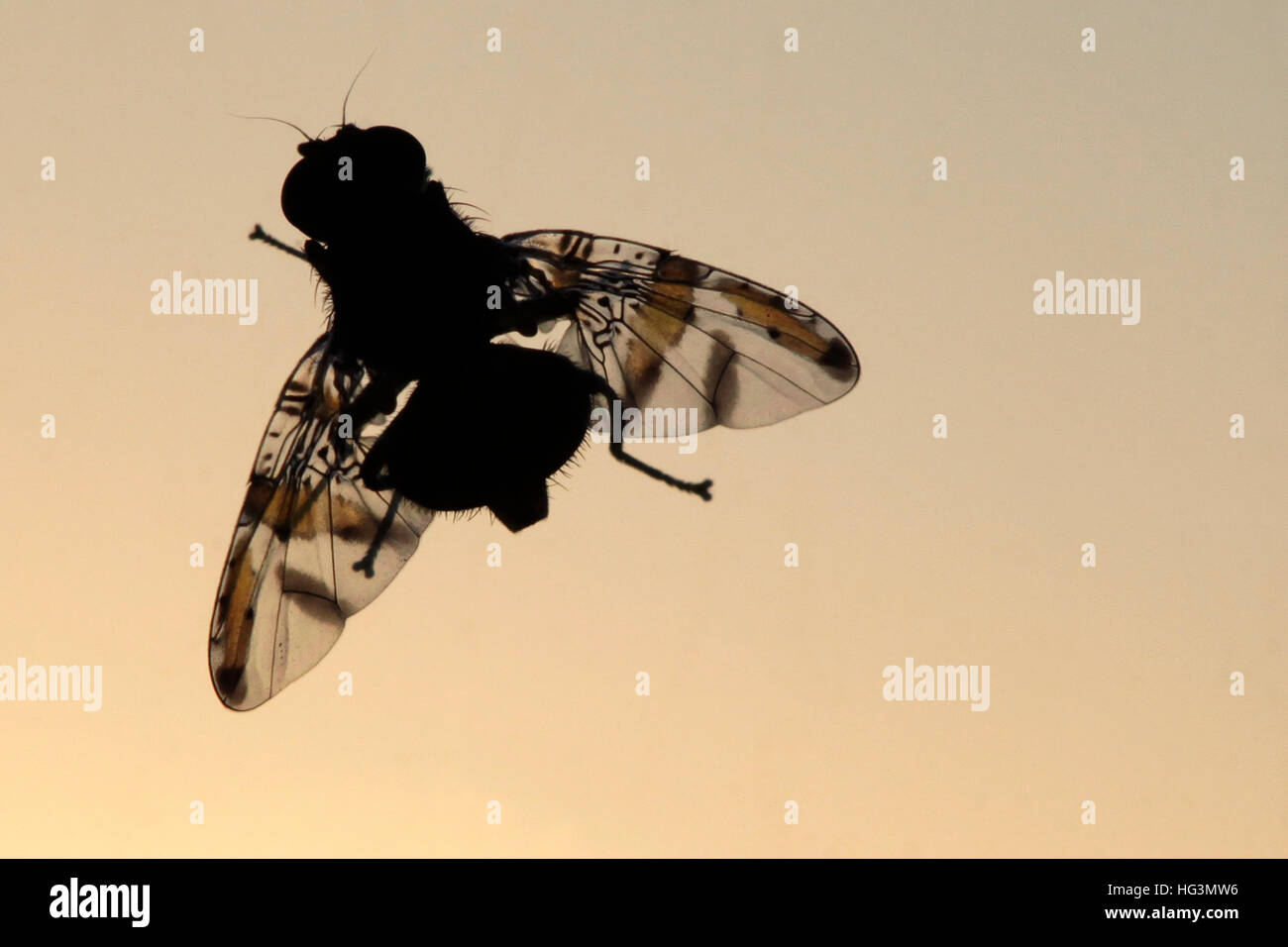 Phasia Hemiptera fliegen mit Gegenlicht. Stockfoto