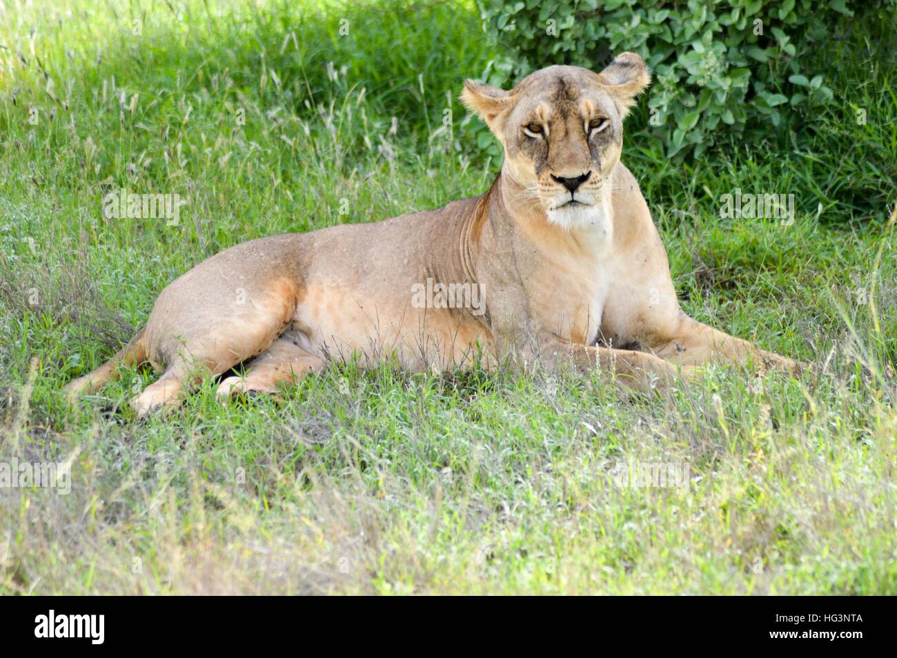 Eine Löwin liegend unter einem Baum im Osten Tsavos Park in Kenia Stockfoto