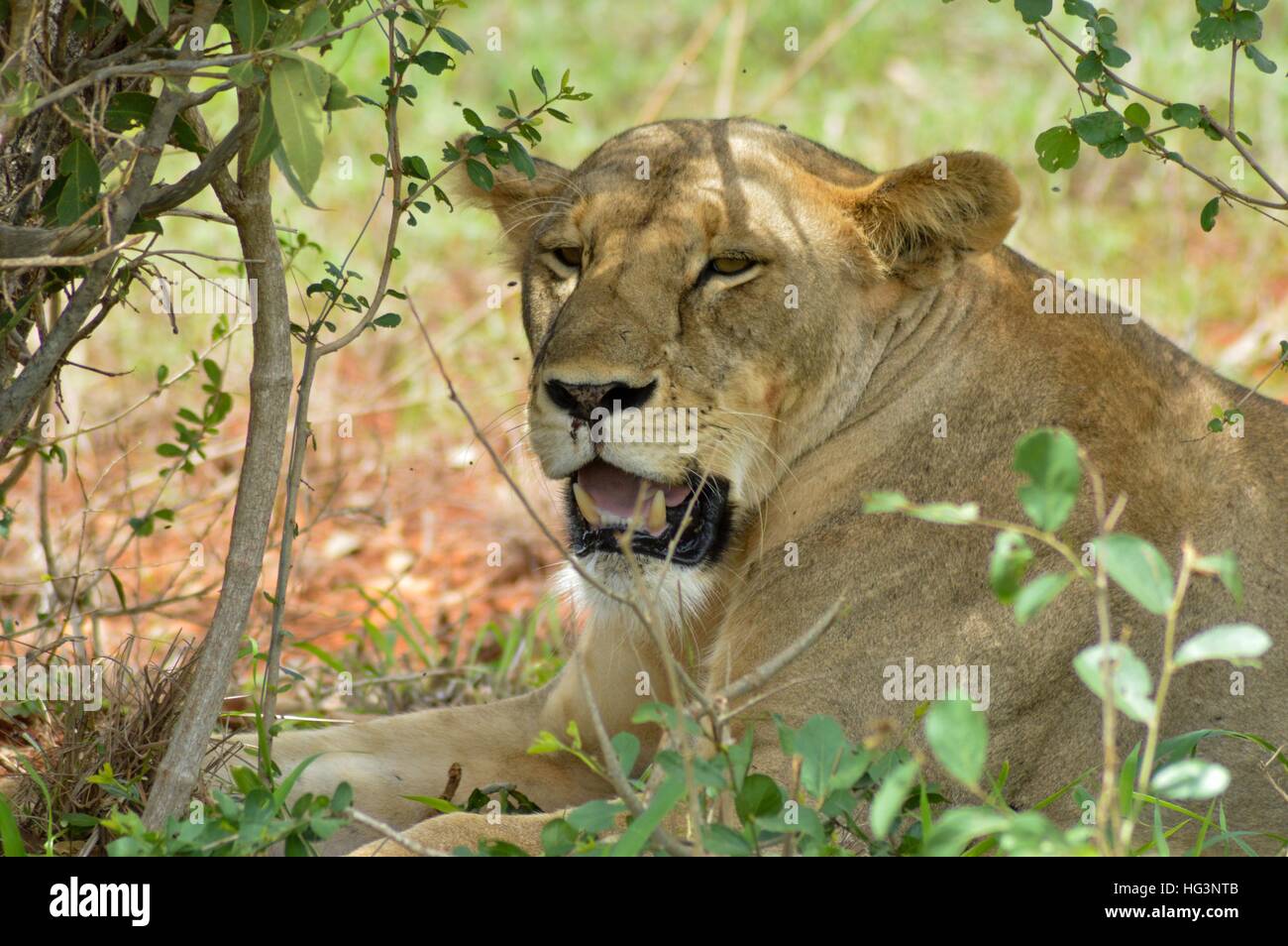 Löwin Kopf liegen unter einem Baum im Tsavos Park in Kenia Stockfoto
