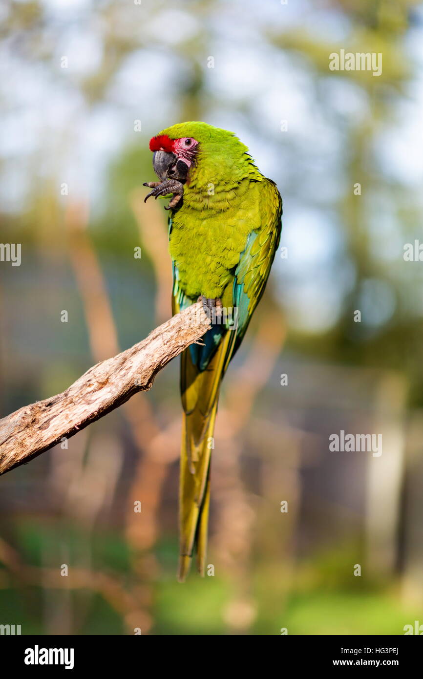 Soldatenara posiert für die Kamera. Stockfoto