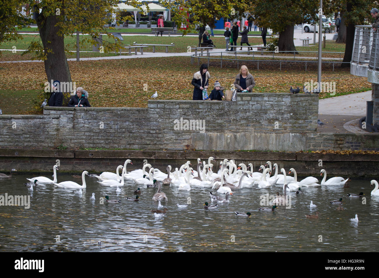 Erwachsene mit Kind, die Fütterung von Schwänen und Enten am Fluss Avon in Stratford Stockfoto