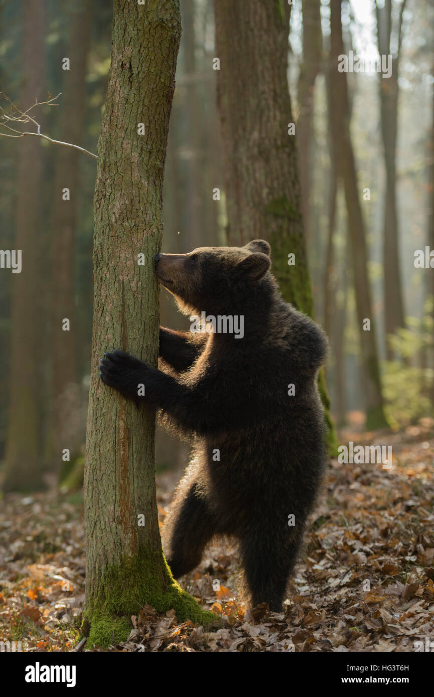 Europäische Braunbär (Ursus arctos), junge Tier, stehend auf seinen Hinterbeinen, Riechen an einem Baum, erkunden ihren Lebensraum, lustig. Stockfoto