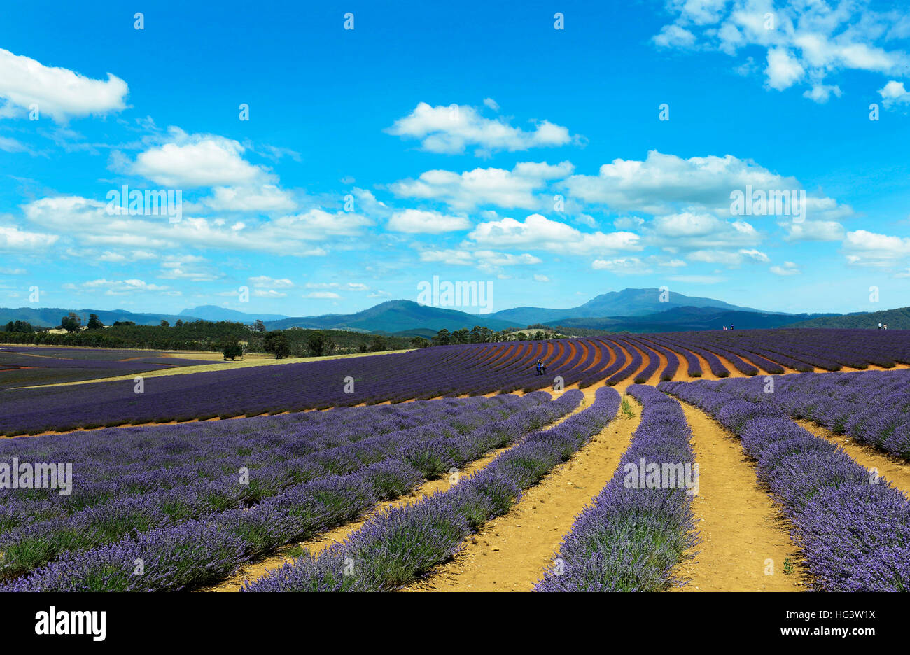 Bridestowe Lavender Farm (Estate) in Tasmanien. Stockfoto