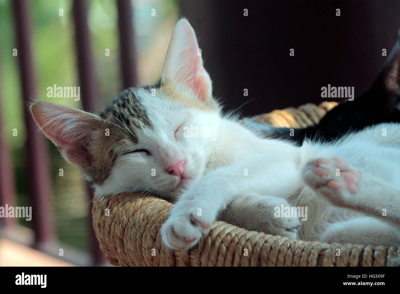 Schlafende Schönheit Stockfoto