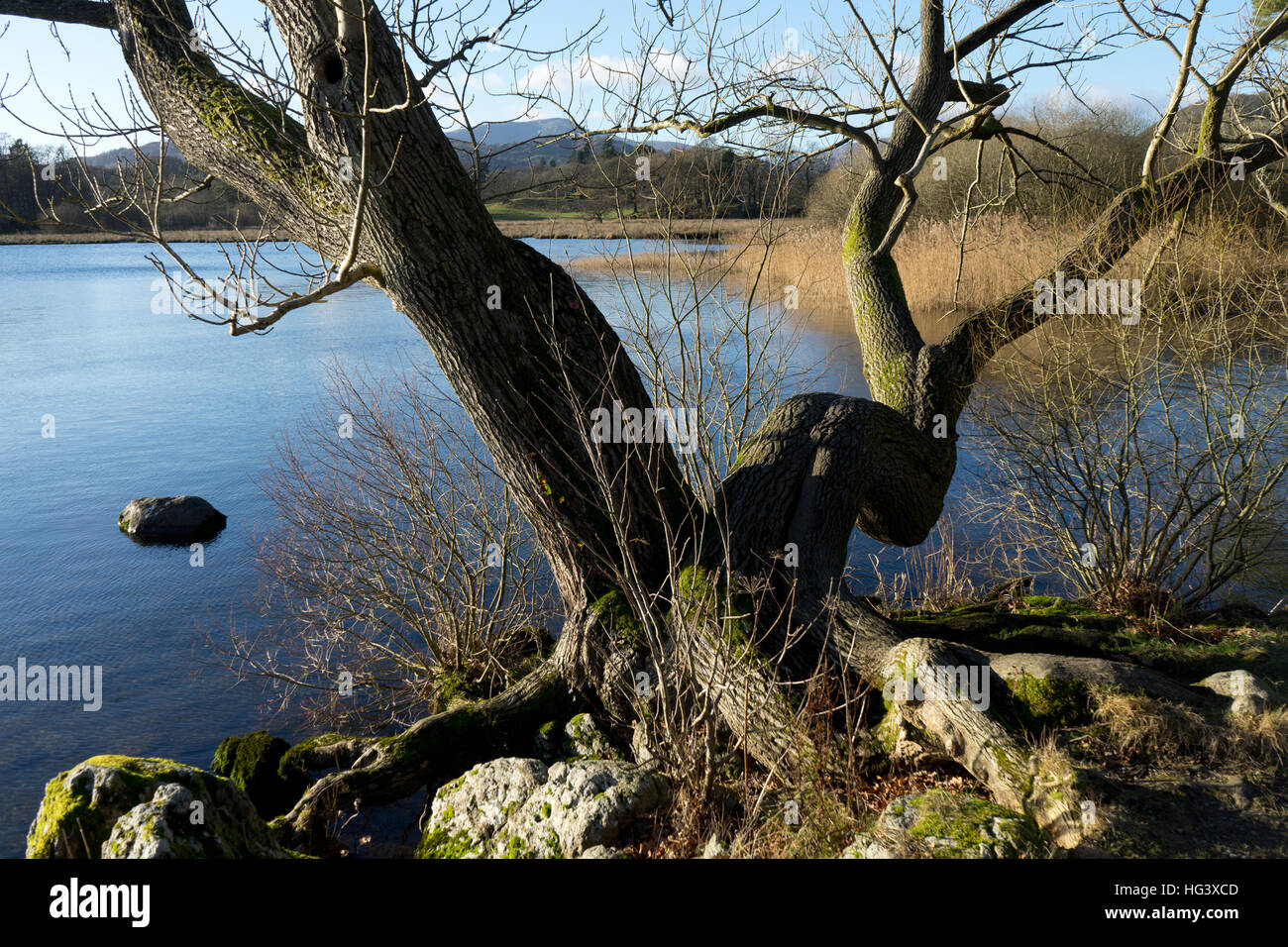 Beeindruckenden alten knorrigen Baum in der Landschaft des Lake District, UK Stockfoto
