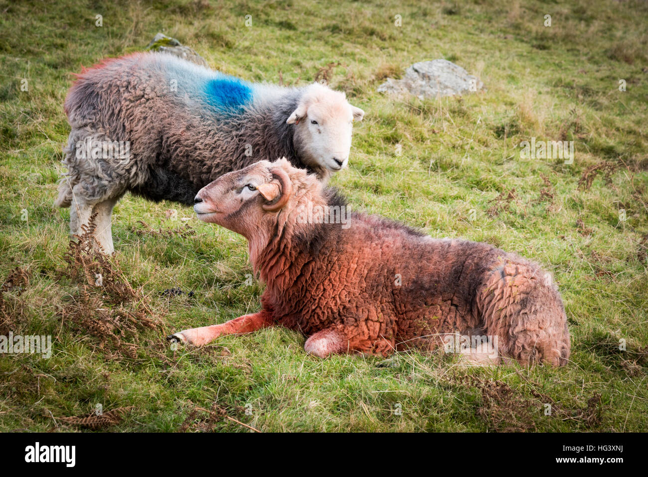 Ein Herdwick Ram und Ewe in einem Feld auf einer Farm in den Lake District Cumbria UK mit farbigen Farbstoff auf ihre Vliese matin anzugeben Stockfoto