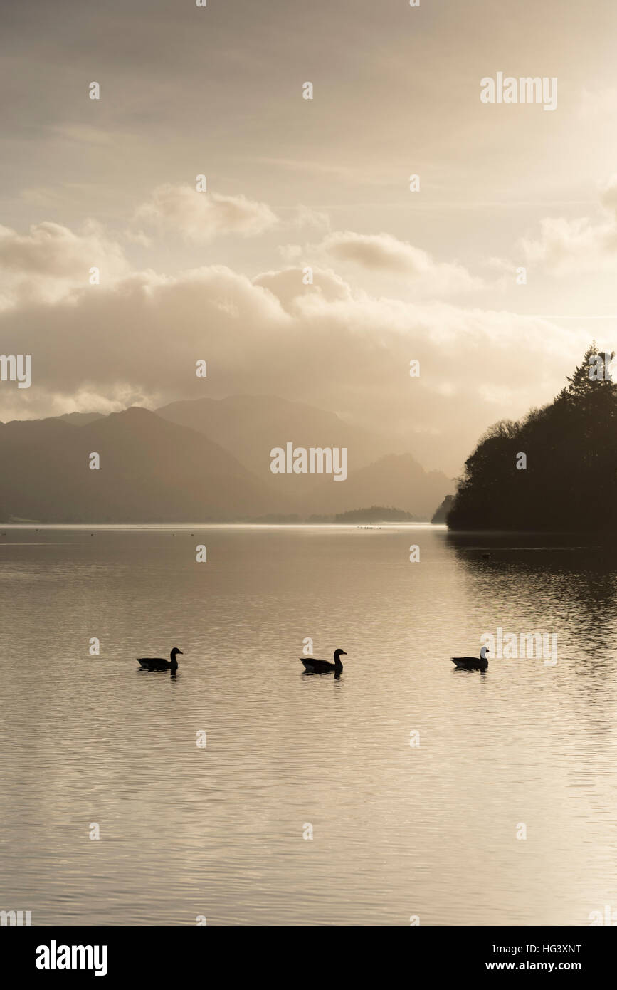 Eine Landschaftsansicht Derwentwater Keswick The Lake District Cumbria UK in natürlichen Sepia hell mit drei Gänse auf dem Wasser Stockfoto