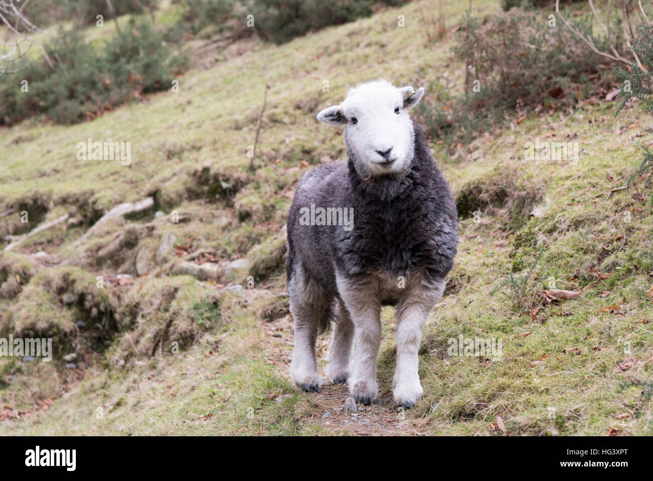 Ein Herdwick Schafe Schaf Blick in die Kamera in einem Feld auf einem Bergbauernhof in der Lake District Cumbria UK Stockfoto