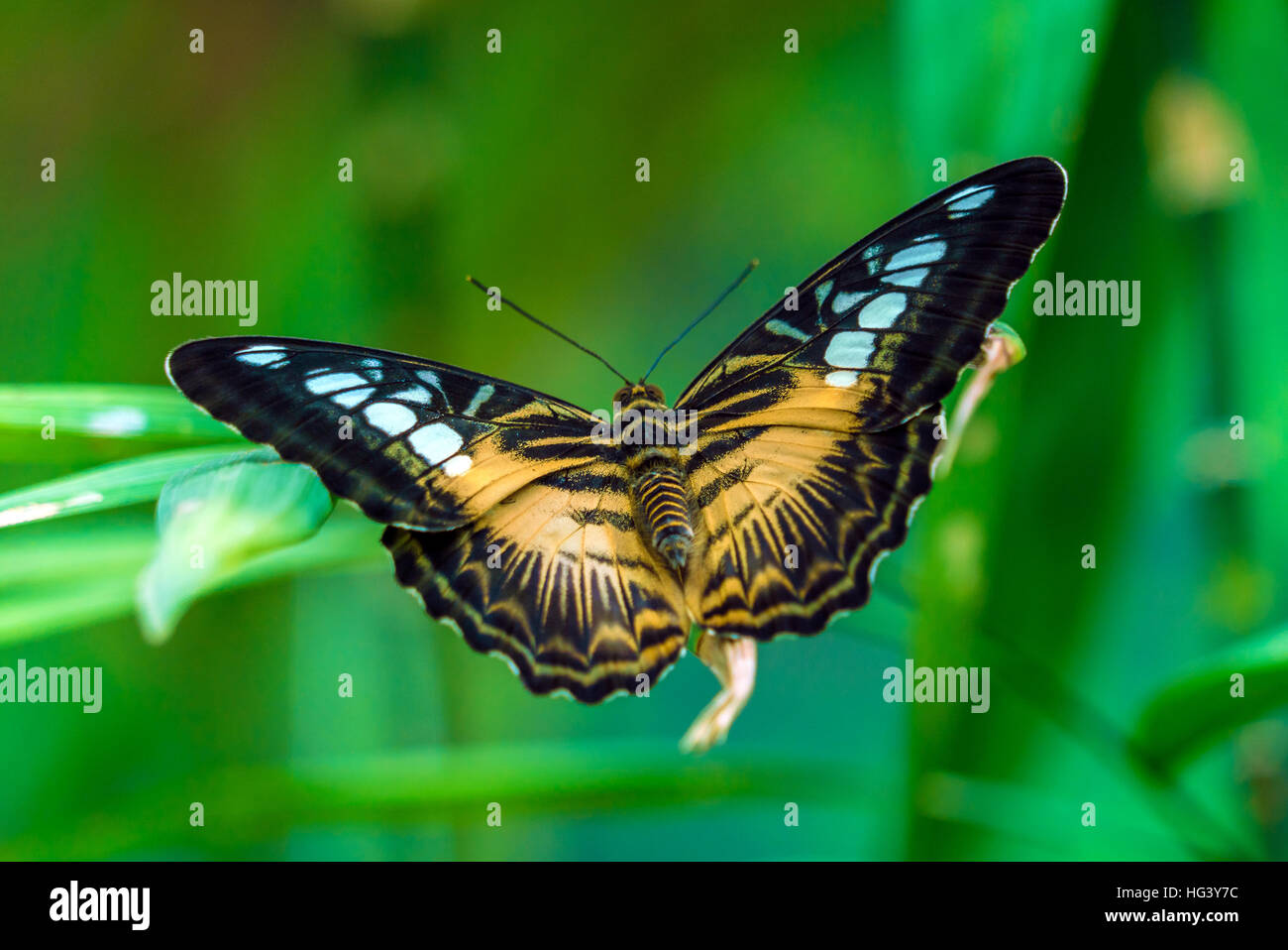 Die Clipper Arten Nymphalid Schmetterlinge (Parthenos Sylvia) aus Philippinen Stockfoto