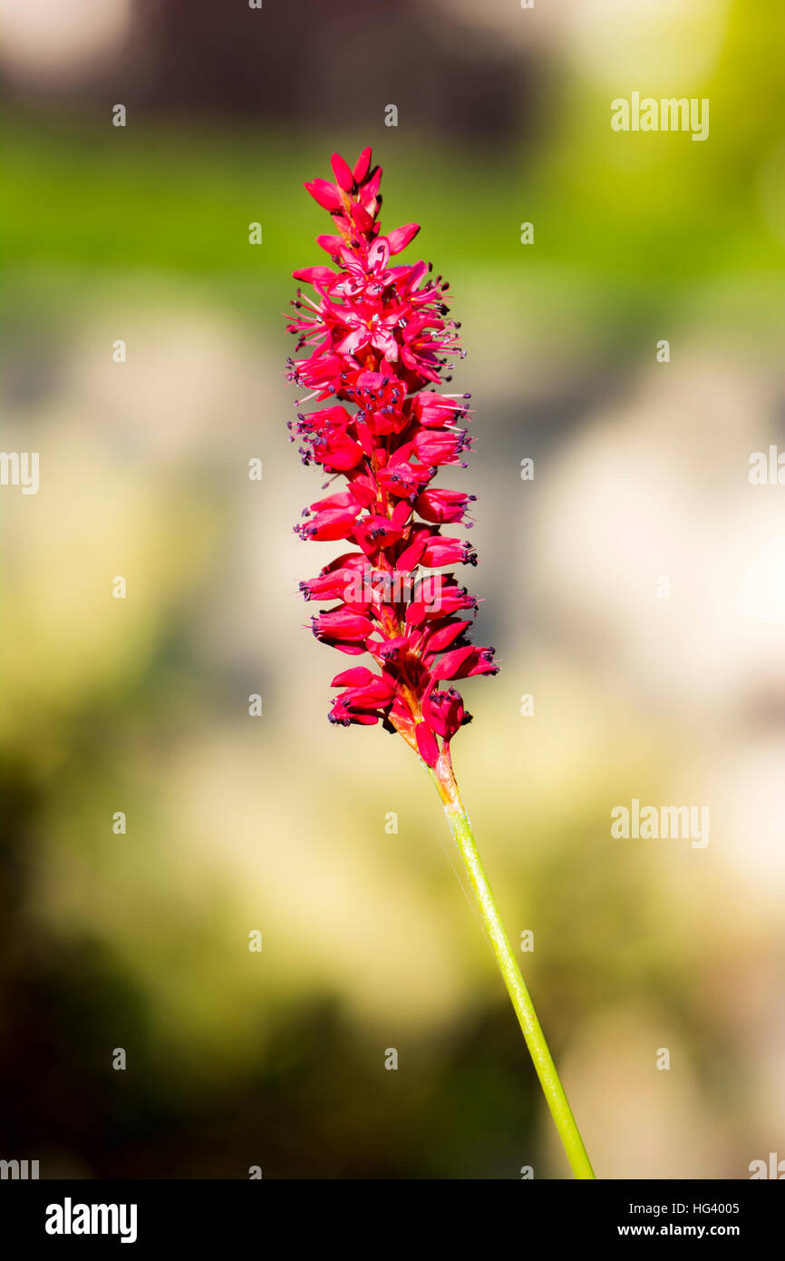 Nahaufnahme einer Blüte einer Blume rot Knöterich Stockfoto