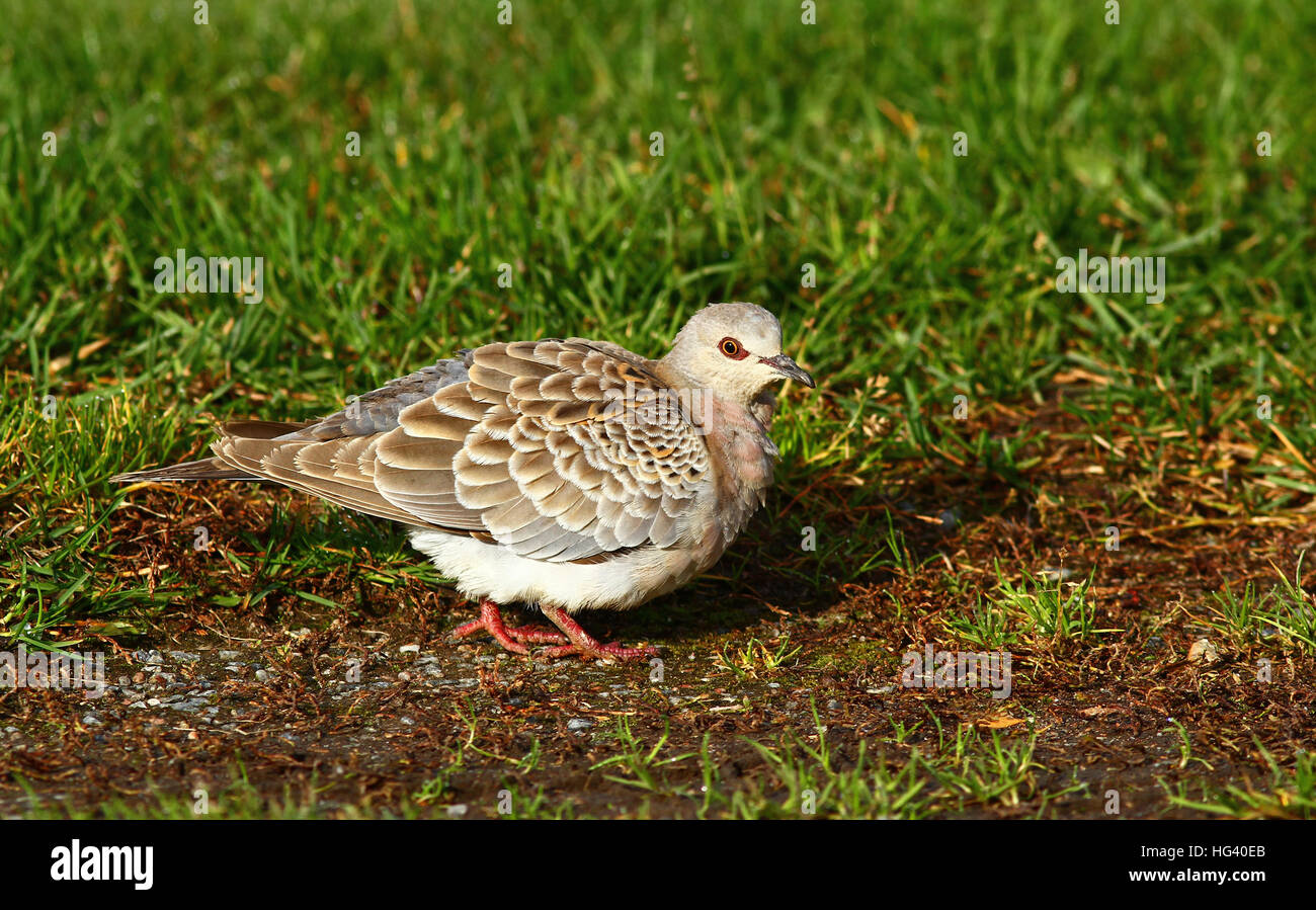Junge europäische Turteltaube (Streptopelia turtur Stockfotografie Alamy