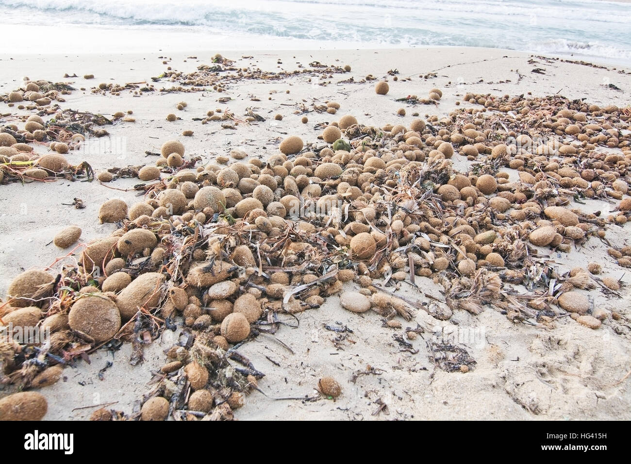 Neptun Meer Rasen Kugeln an einem Strand im November. Mallorca, Balearen, Spanien. Stockfoto