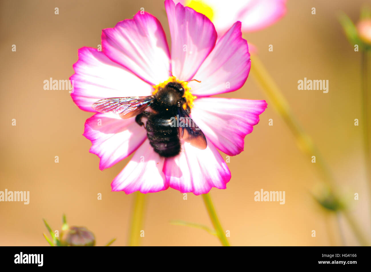 Rosa Blume und Biene Dinger und Pollen sammeln Stockfoto