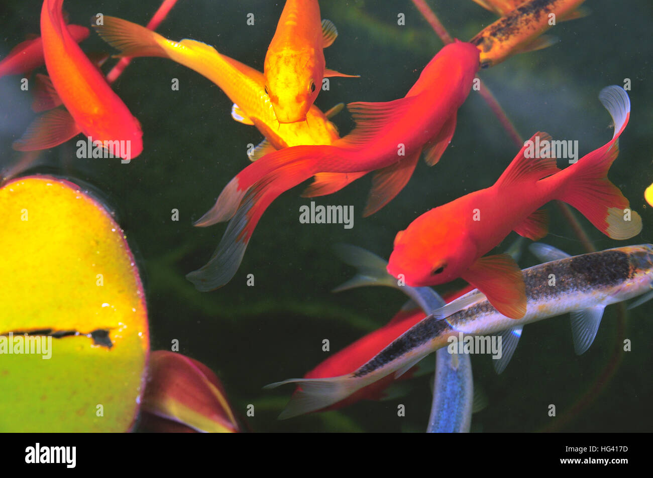 bunte Fische in einem Teich Stockfoto