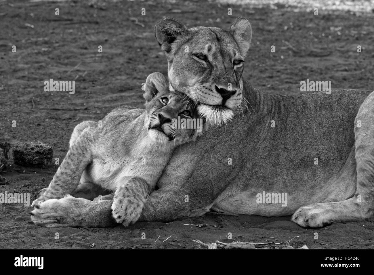 Löwenbaby mit seiner Mutter Stockfoto