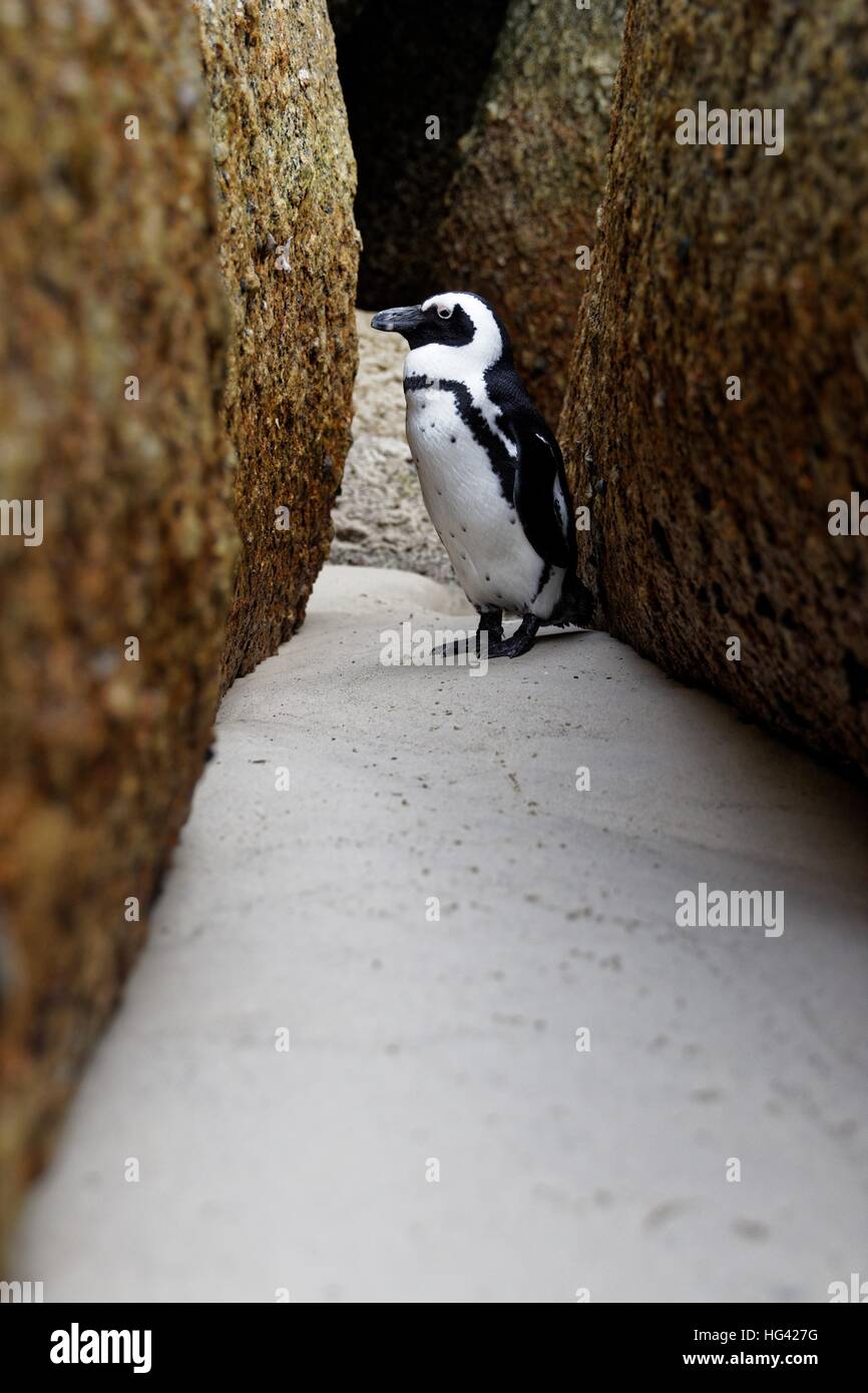 Pinguin am Boulders Beach Stockfoto