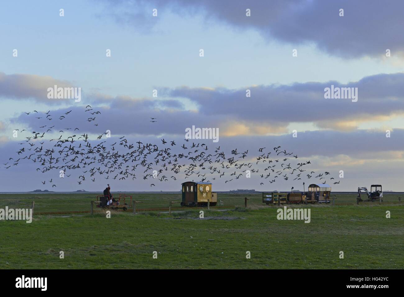 Ein Vogelschwarm dunkel am Himmel über mehrere geparkte Wagen auf der kleinen grünen Insel Hallig Oland, 20. April 2016 | weltweite Nutzung Stockfoto