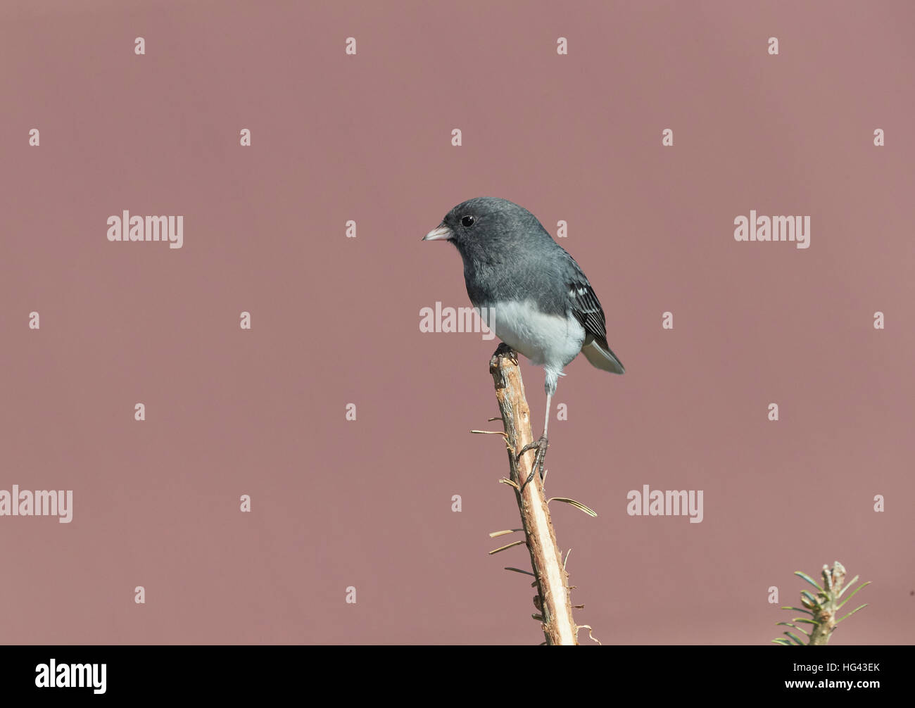 Dunkel-gemustertes Junco Stockfoto