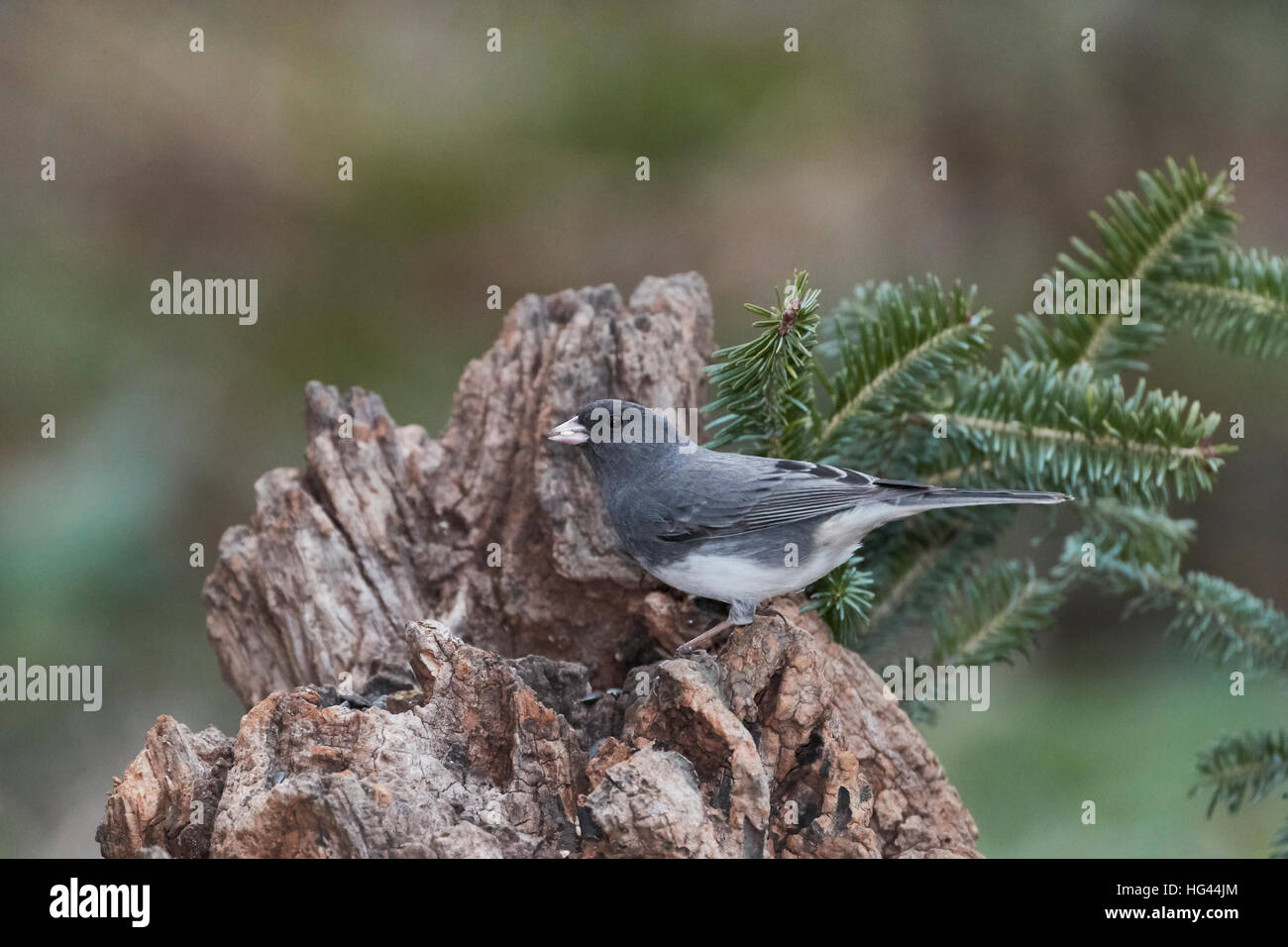 Dunkel-gemustertes Junco Stockfoto
