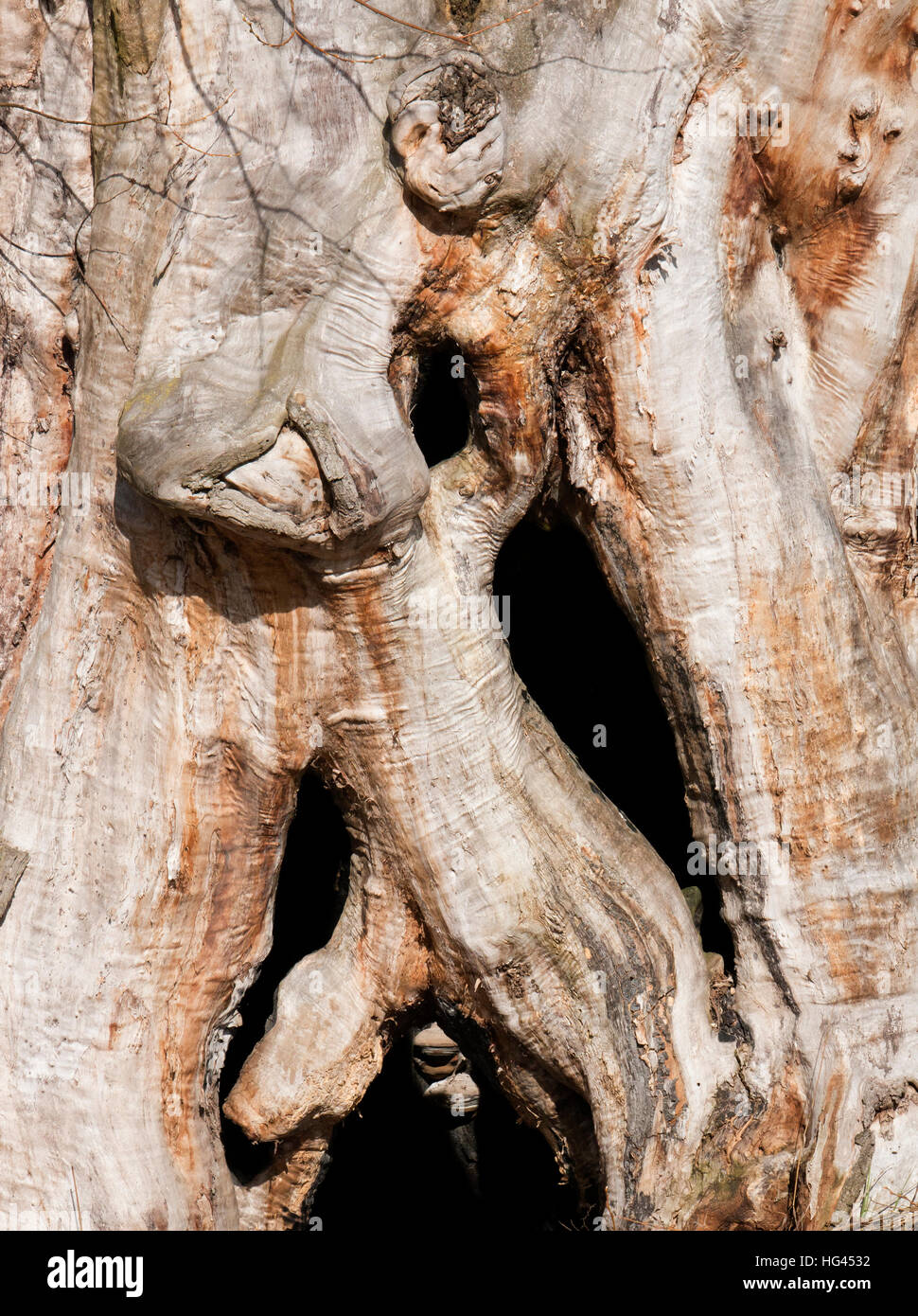 Stamm eines alten Baumes Stockfoto