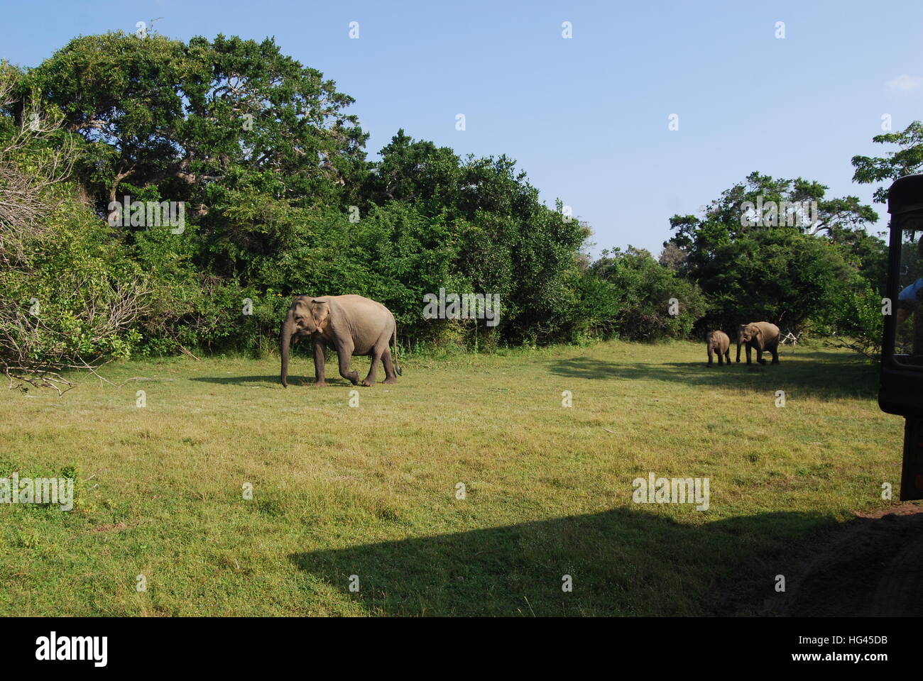 Fotos von asiatischen Elapahnt Kuh mit zwei Kälber Stockfoto